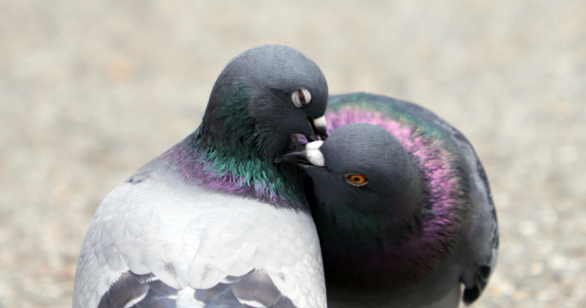 Foto von zwei Tauben, die sich gegenseitig putzen